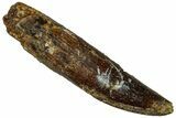Fossil Sauropod Dinosaur (Titanosaur) Tooth - Morocco #298515-1